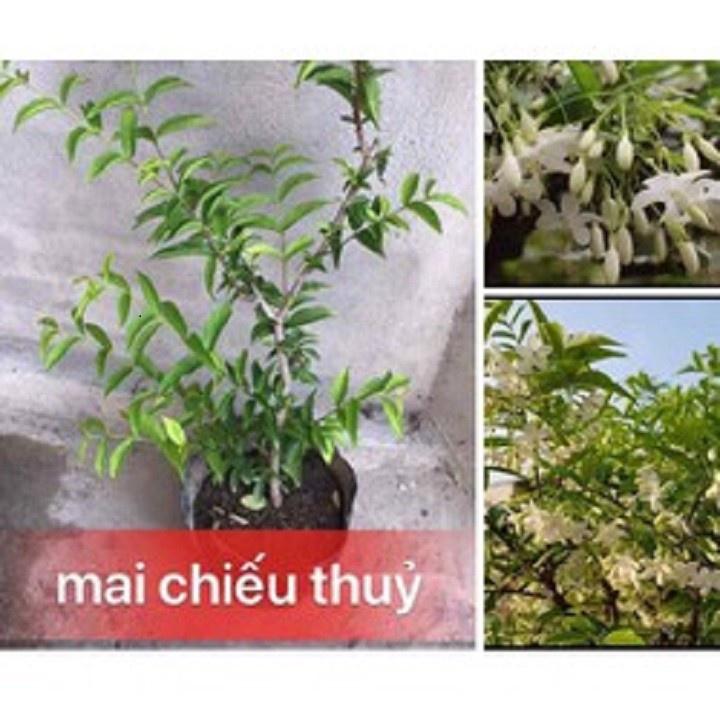 CÂY MAI CHIẾU THỦY - CÂY MAI CHIẾU THỦY