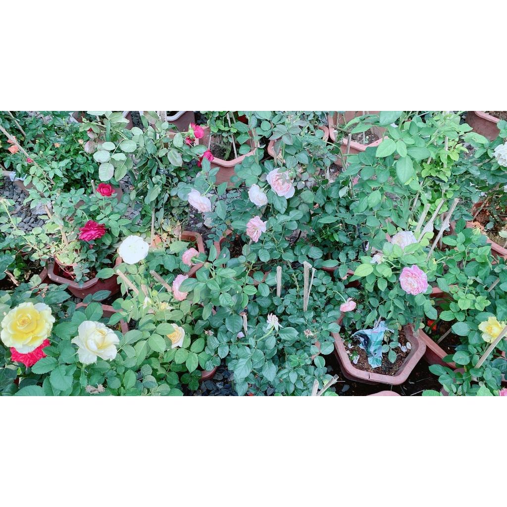 Chậu Hoa Hồng Tezza