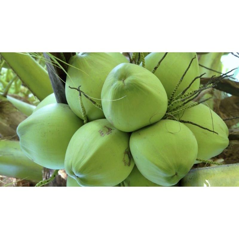 Cây giống Dừa xiêm lùn F1 CHO QUẢ SỚM NHIỀU NƯỚC NHƯ HÌNH