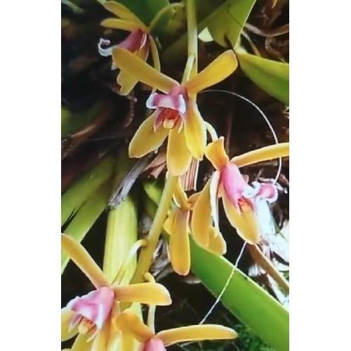 2 THÂN HOA LAN KIẾM TIÊN VŨ MẶT HOA XỔ HÀNG RỪNG