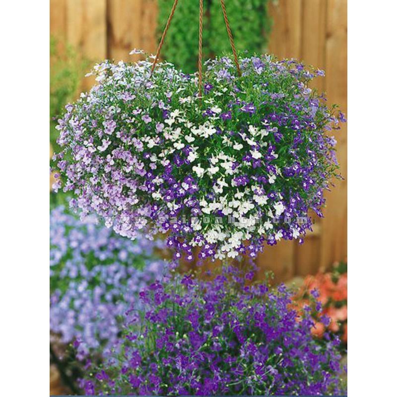 Hạt Giống Hoa Cúc Lobelia Nhiều Màu -