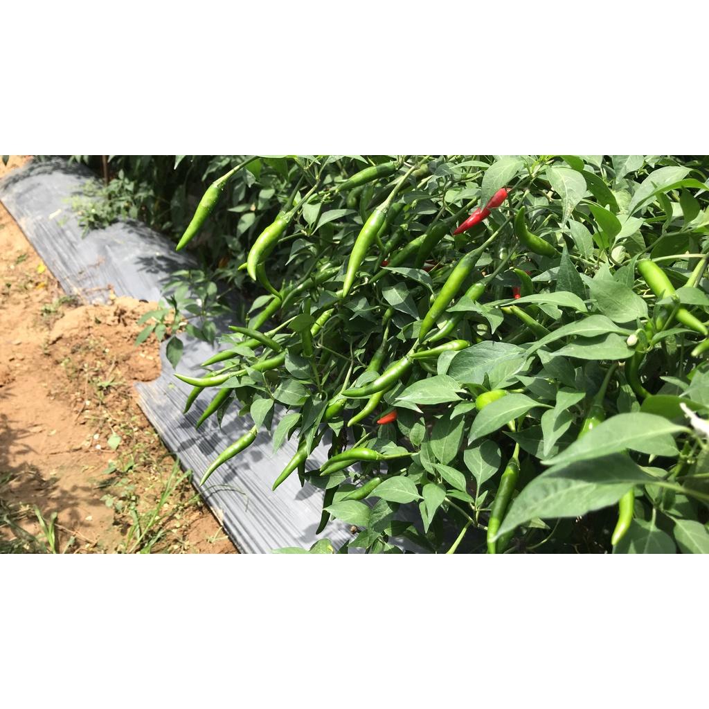 Hạt Giống Ớt Chỉ Thiên Lai F1 - AGRI THAI 666
