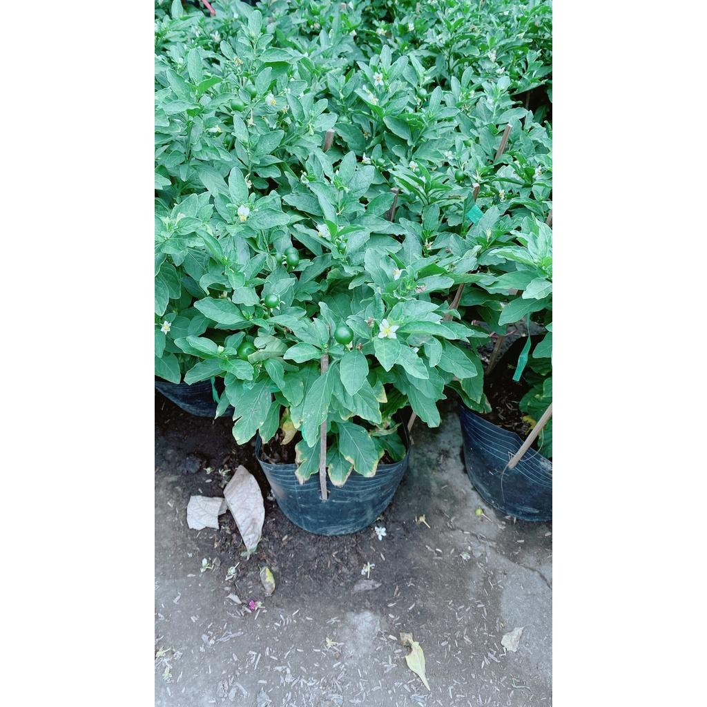 Ớt Chery hàng đẹp