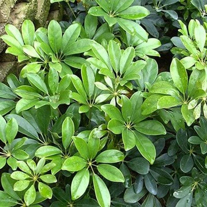 01Kg Ngũ Gia Bì Khô 981SP