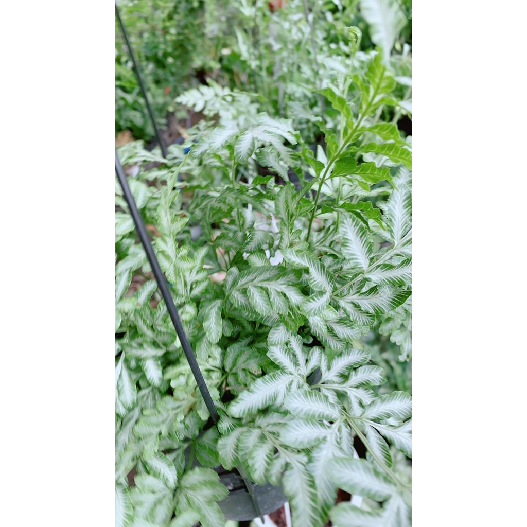 Dương Sỉ Lá Trắng