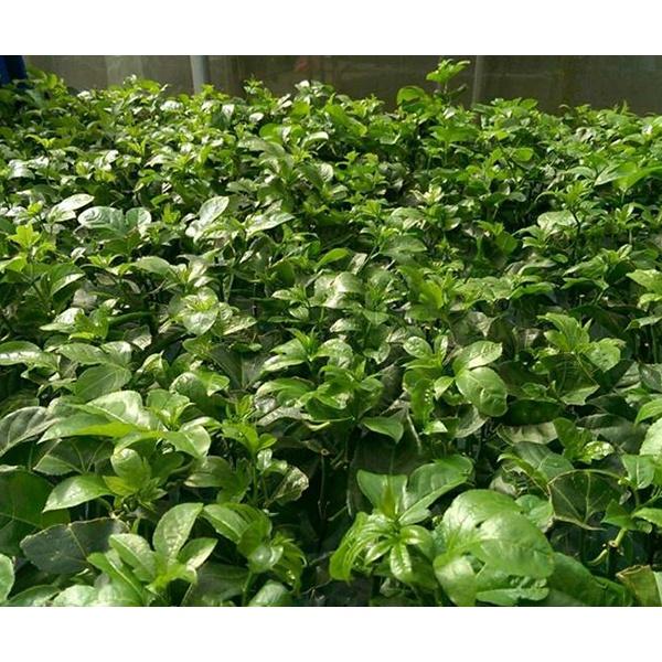 Cây giống Chanh Dây Thái Lan .