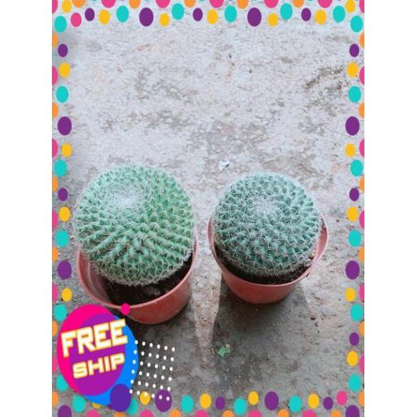 Combo 2 Cây Xương Rồng