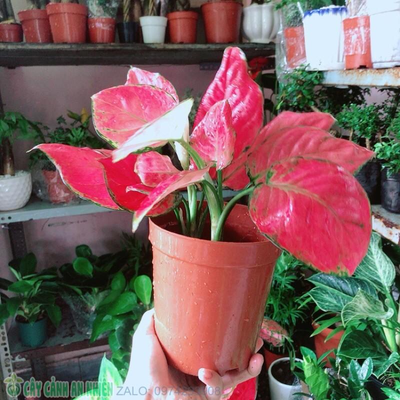 Vạn Lộc Hồng