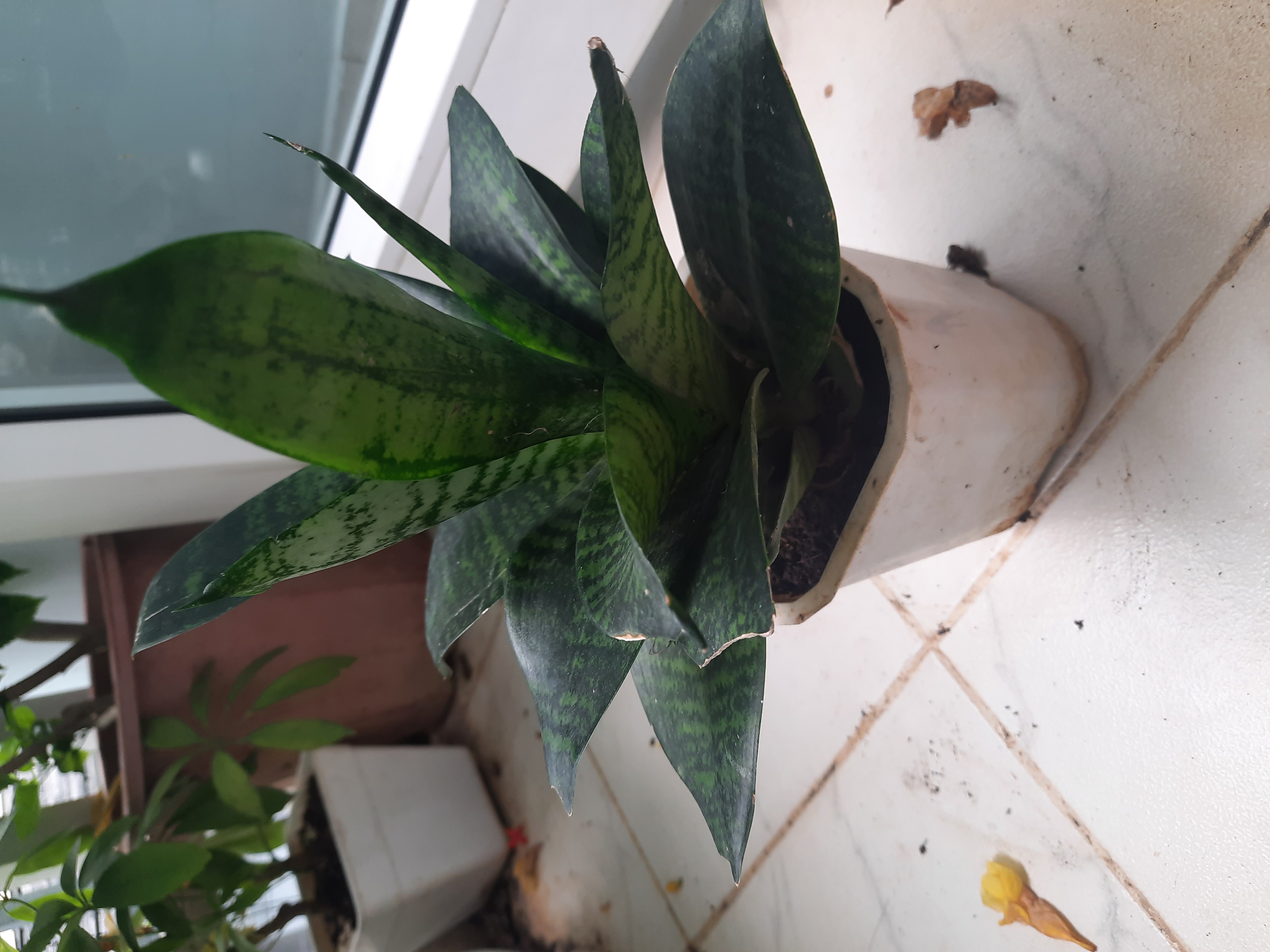 Cây lưỡi hổ để bàn