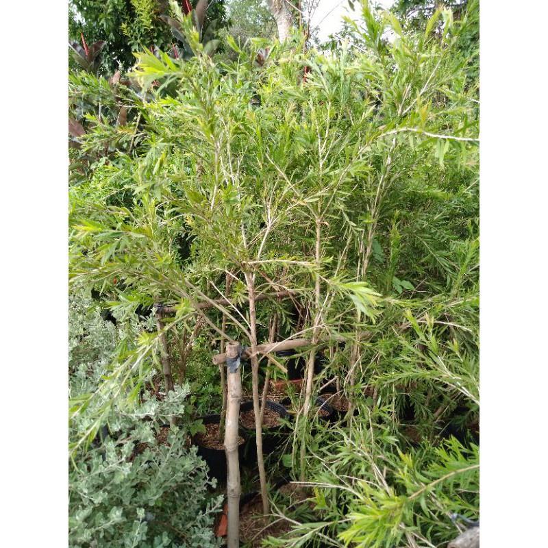 Cây hoa liễu đỏ siêu hoa )- cây nhỏ