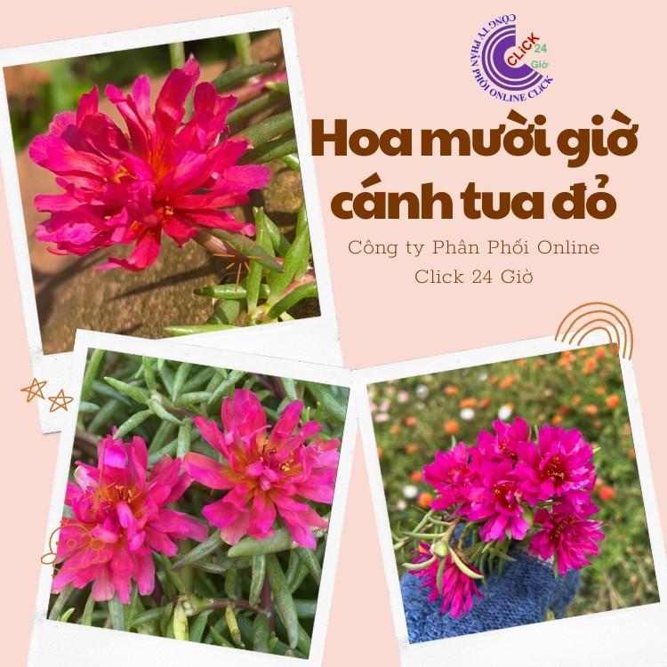500g Cành Giống Hoa Mười Giờ Cánh Tua Cánh Cúc Màu Đỏ Giống Mới Siêu Đẹp Hoa Mười Giờ Bonsai & Phụ Kiện