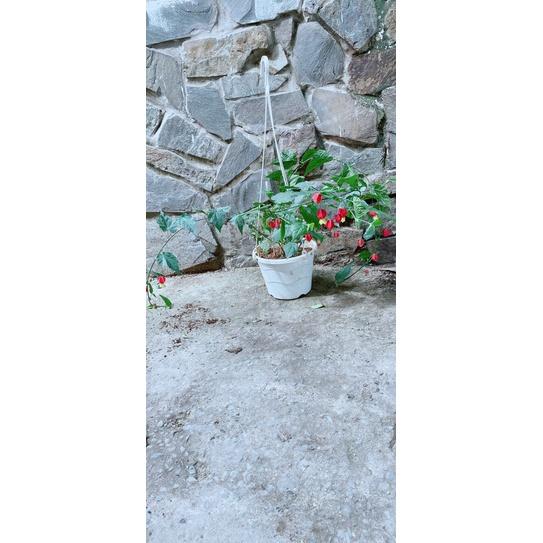 Chậu Hoa Lồng Đèn