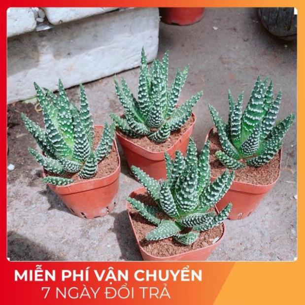 Xương Rồng Móng Rồng