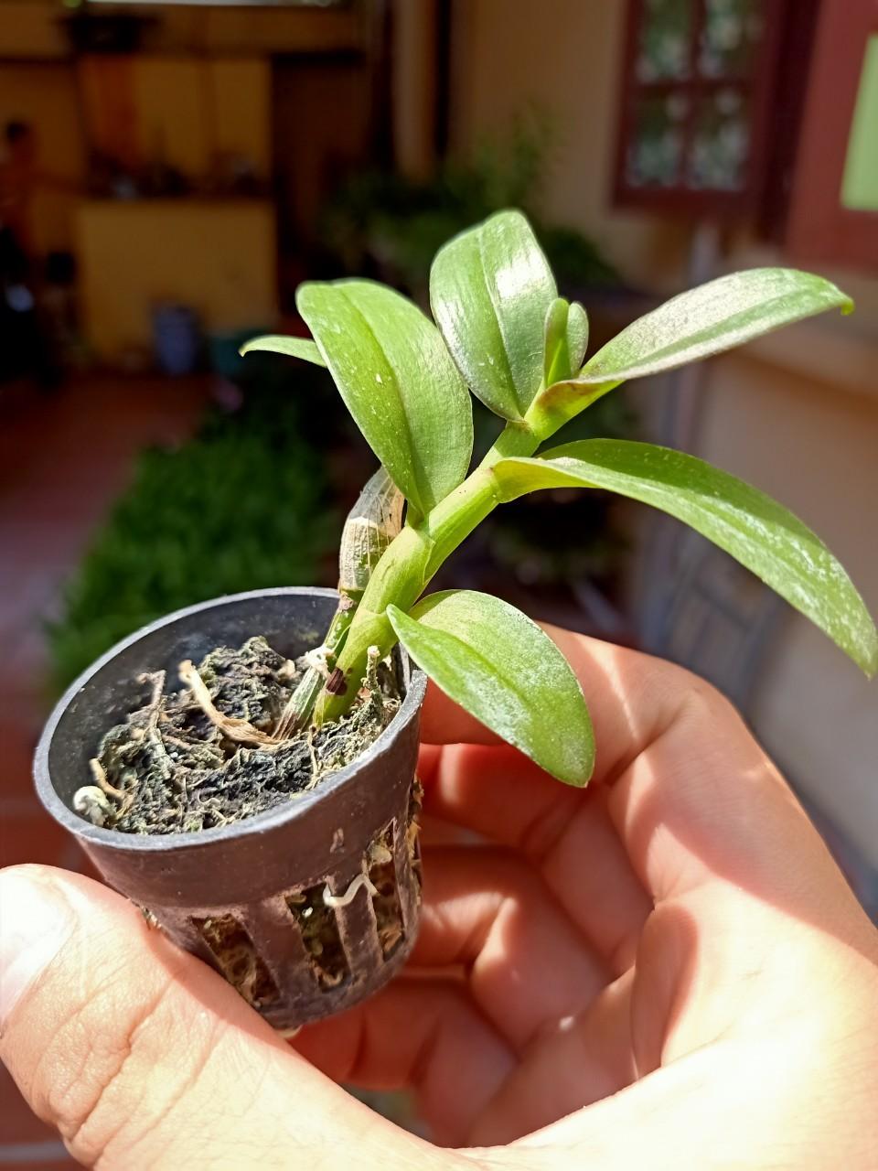 Phi Điệp Hồng Thiên Lôi cây Giống Nhân mô cây cực đẹp