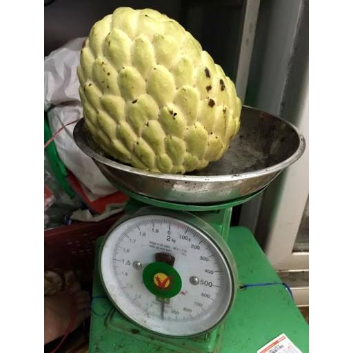 CÂY GIỐNG NA THÁI LAN SIÊU NGON, SIÊU KINH TẾ