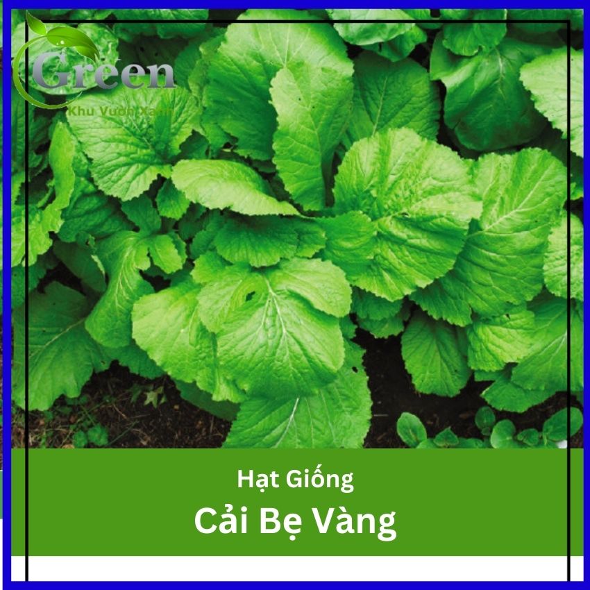 Hạt Giống Cải Bẹ Vàng Chịu Nhiệt, Ăn Ngon - Gói 20gam