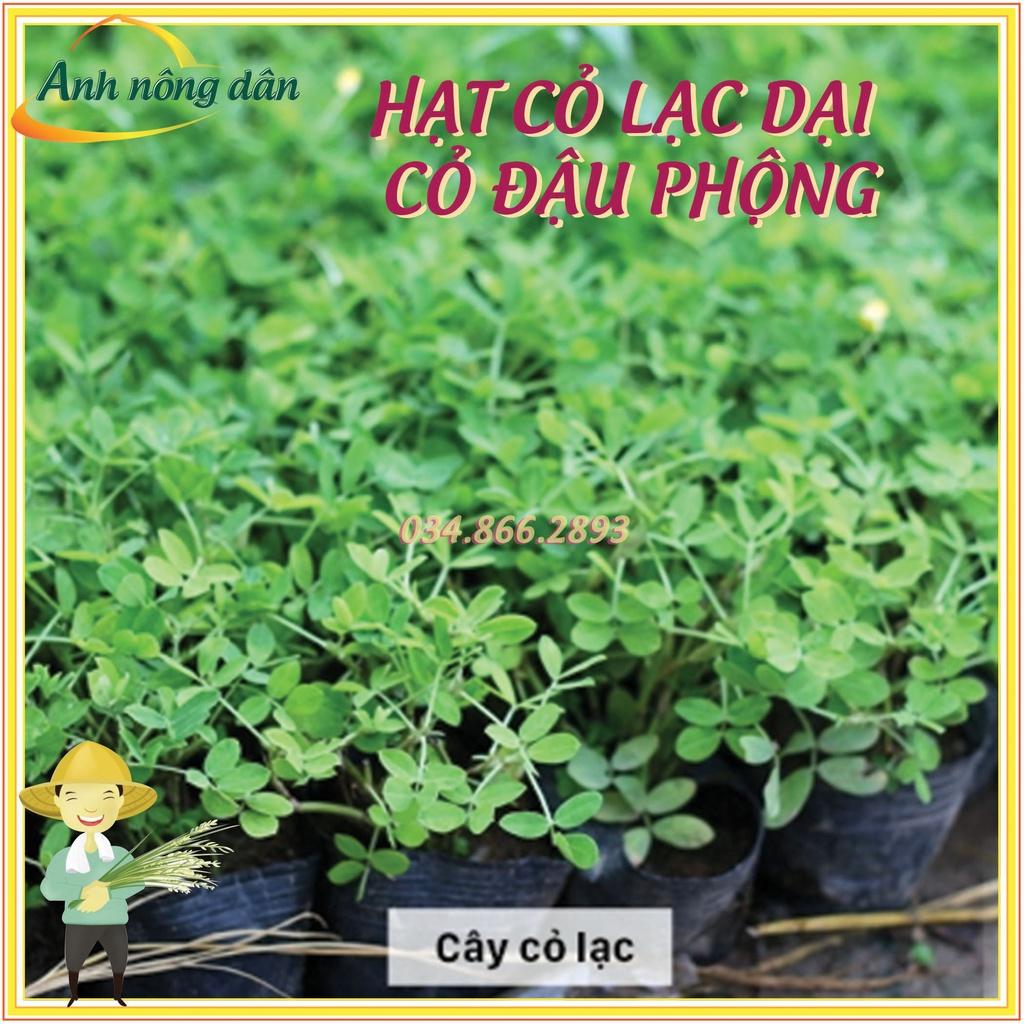 500g Hạt giống cỏ lạc dại - Hạt giống cỏ đậu phộng - Cỏ trồng công trình, sân vưởn
