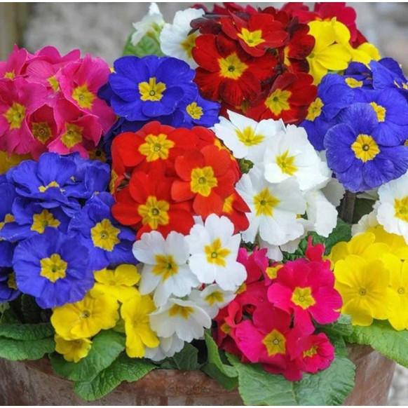 50hạt hoa báo xuân nhiều màu giống Đức