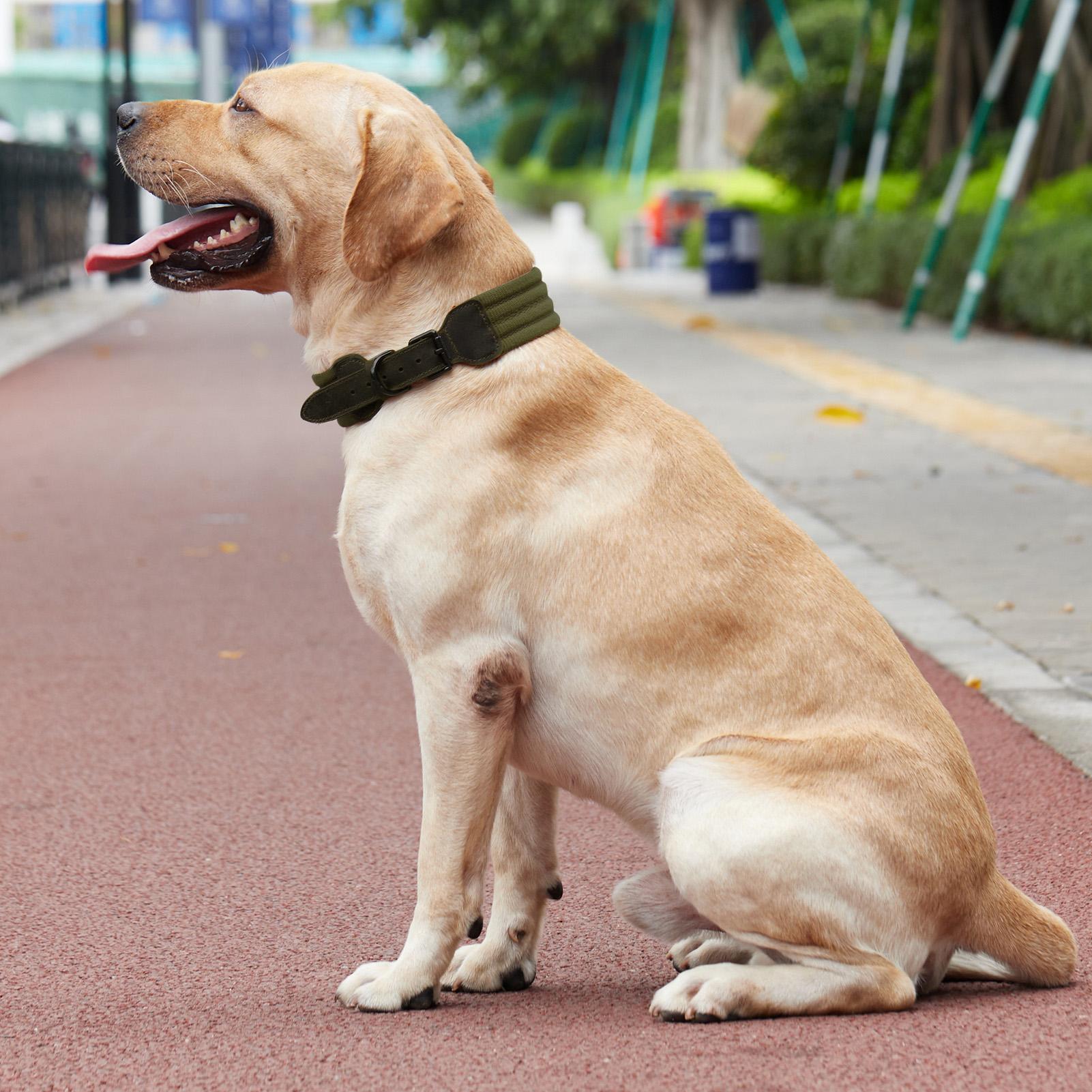 Vòng Cổ Cho Chó Lớn Vừa Có Thể Điều Chỉnh
