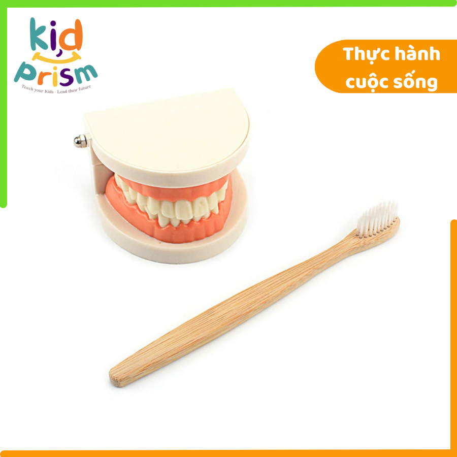 Giáo cụ Montessori - Răng kiểu mẫu chất liệu nhựa an toàn giúp bé phát triển kỹ năng thực hành cuộc sống
