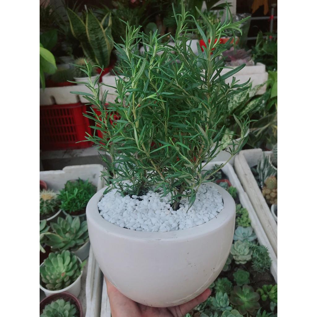 Chậu hương thảo