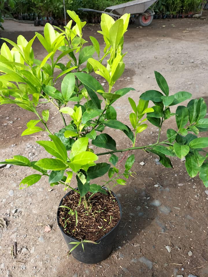 Cây giống chanh đào chất lượng cao, sạch bệnh, chuẩn giống, cây lùn siêu trái dễ trồng