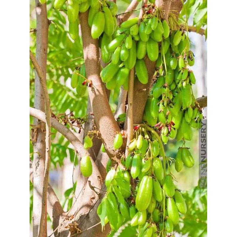 Cây khế Tàu... 6 tháng cây cho trái