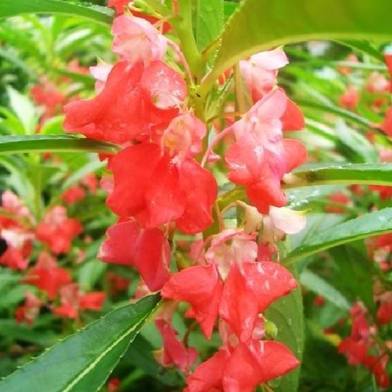 Combo 2 gói hạt giống hoa móng tay kép-gói 50 hạt/tặng kèm gói phân bón lót