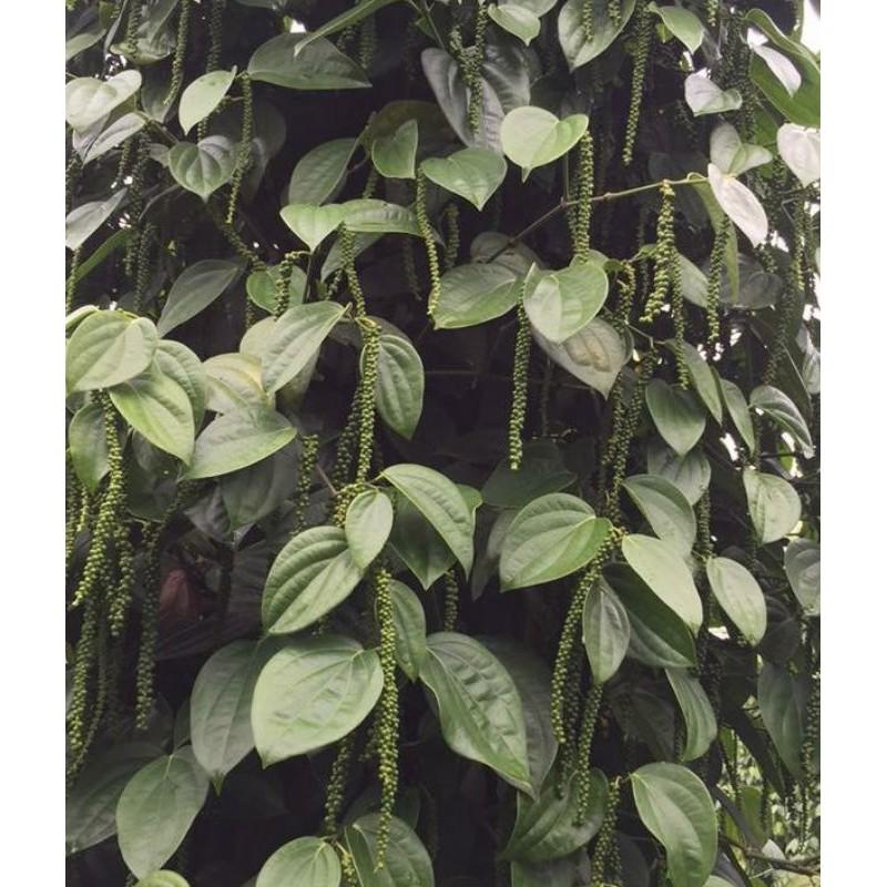 Giống tiêu Srilanka giống hồ tiêu năng suất cao nhất
