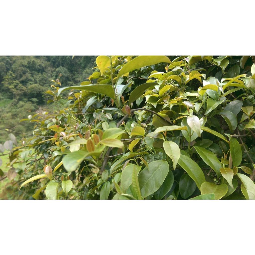 Cây giống cây lá giang nấu canh chua- cây giống bầu ổn định