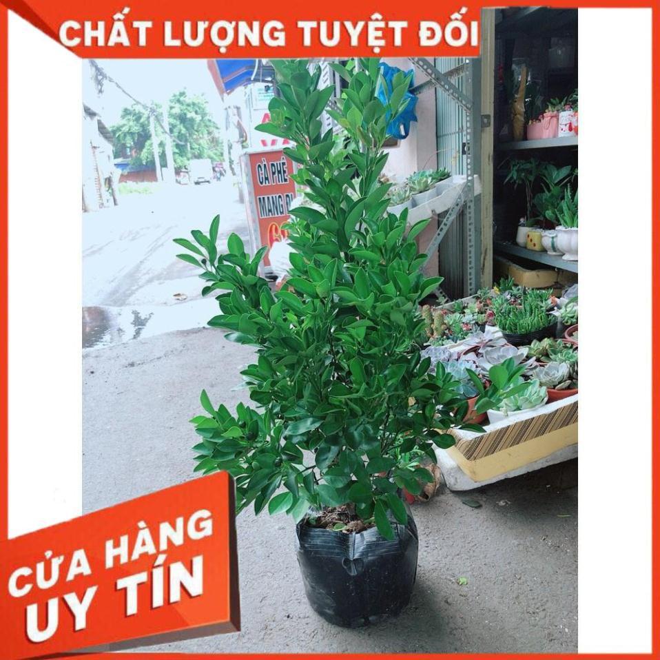 Cây Tắc Đang Ra Quả Cây Khỏe