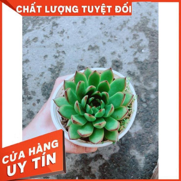 Chậu Sen Đá Viền Đỏ Nhiều Người Mua