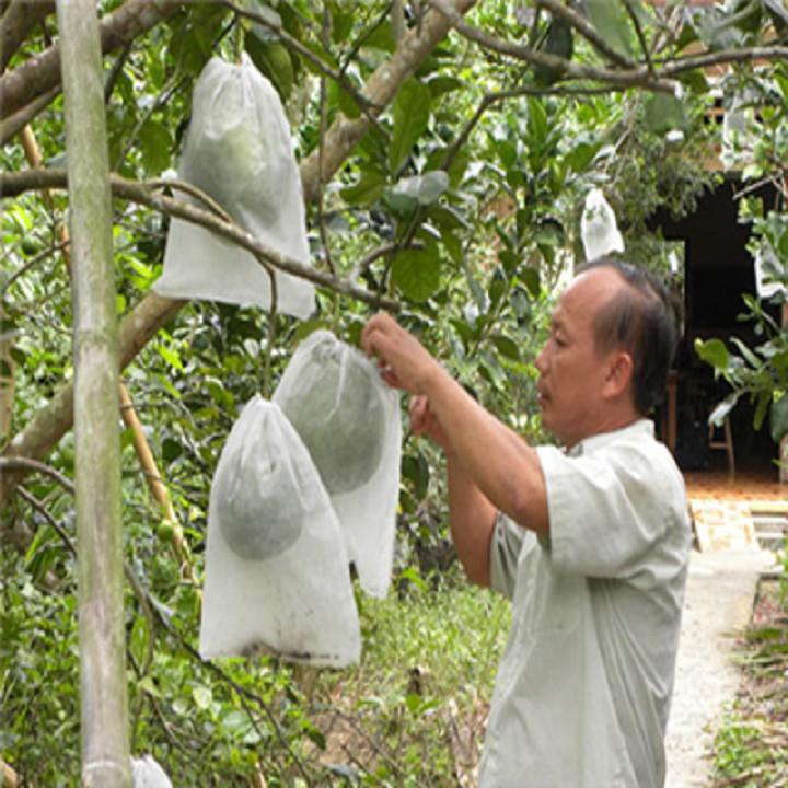 Combo 100 Túi Bọc Bưởi 30x30cm