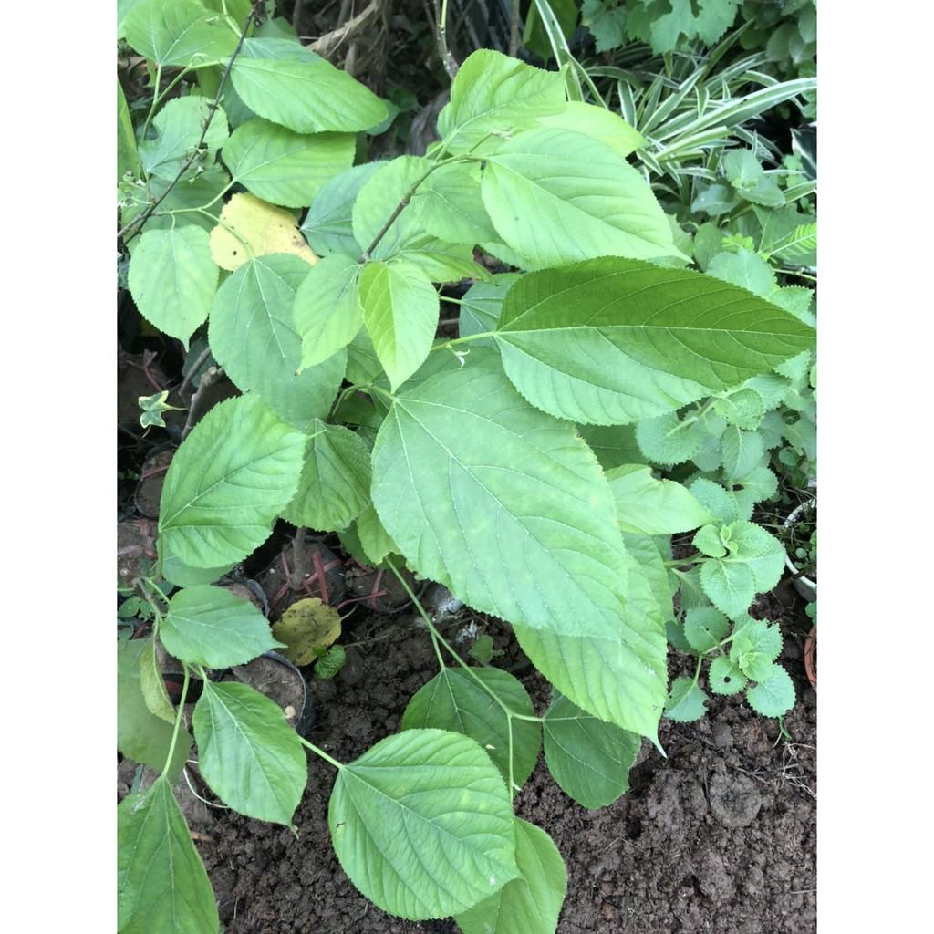 Cây dâu trái dài đài loan