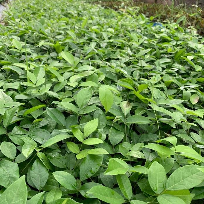 Cây giống Cát Sâm hỗ trợ đâu nhức, giải nhiệt