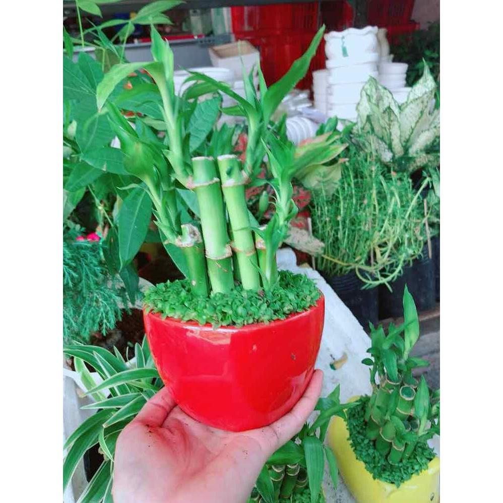 Chậu trúc phát tài trái tim đỏ Bán Chạy