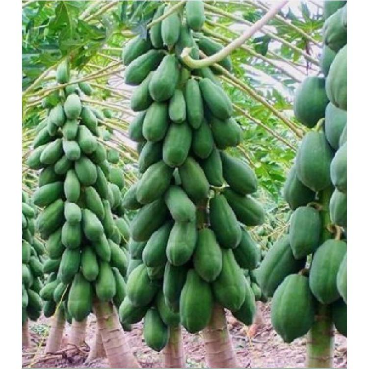 Hạt Giống Đu Đủ Lùn Xanh Siêu Quả - 1 Gói 5 Hạt