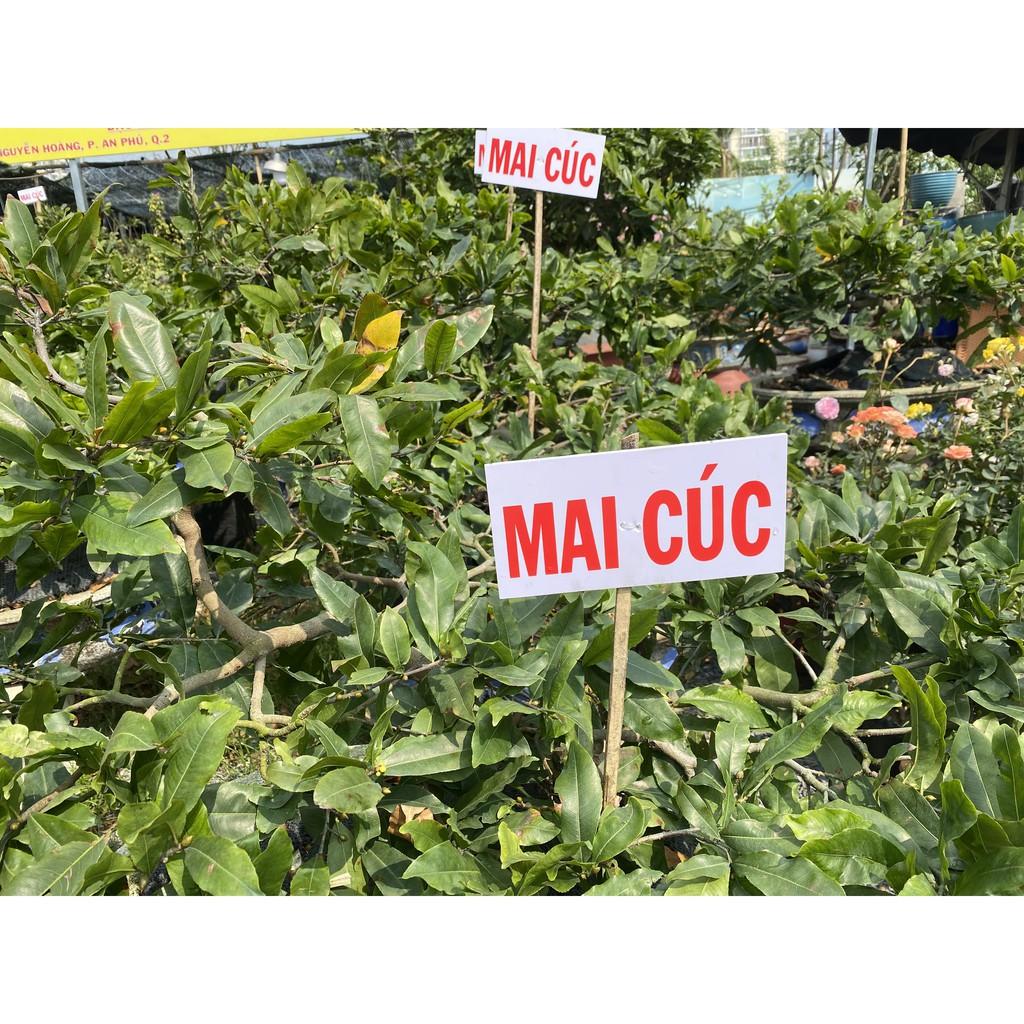 Cây giống Mai Cúc .