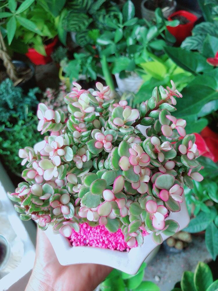Chậu Cây Cành Vàng Lá Ngọc