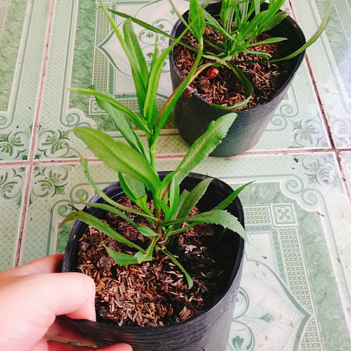 Cây Hoa Thạch Thảo - cây cảnh để bàn