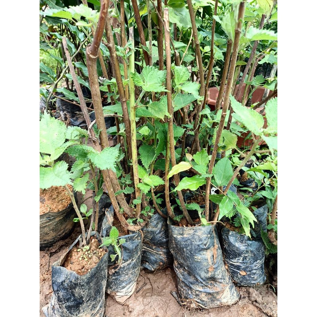 Cây giống gai xanh