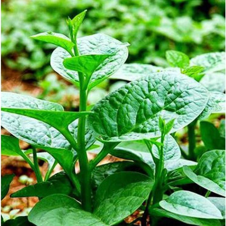 Hạt giống rau mồng tơi cao sản lá to- gói 1kg