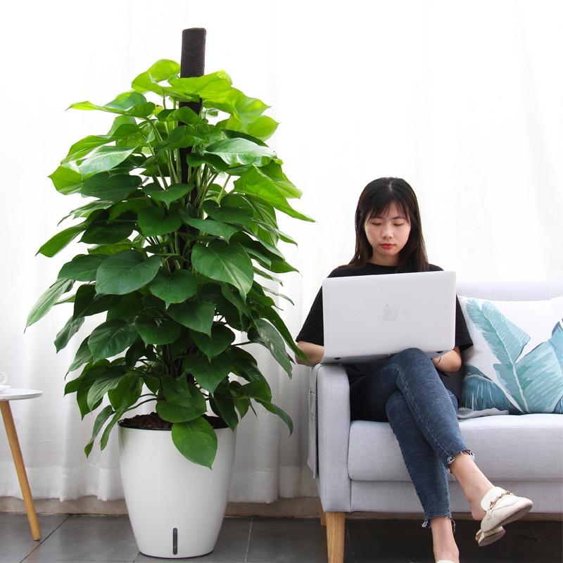 Chậu trồng cây Oliz H103 - Chậu trồng thông minh tự tưới