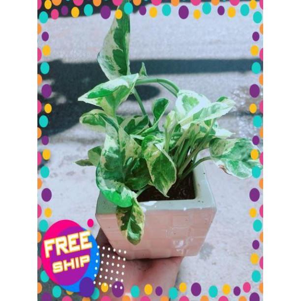 Chậu Trầu Bà Sữa