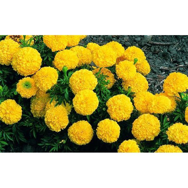 Hạt giống hoa cúc vạn thọ bông to vàng