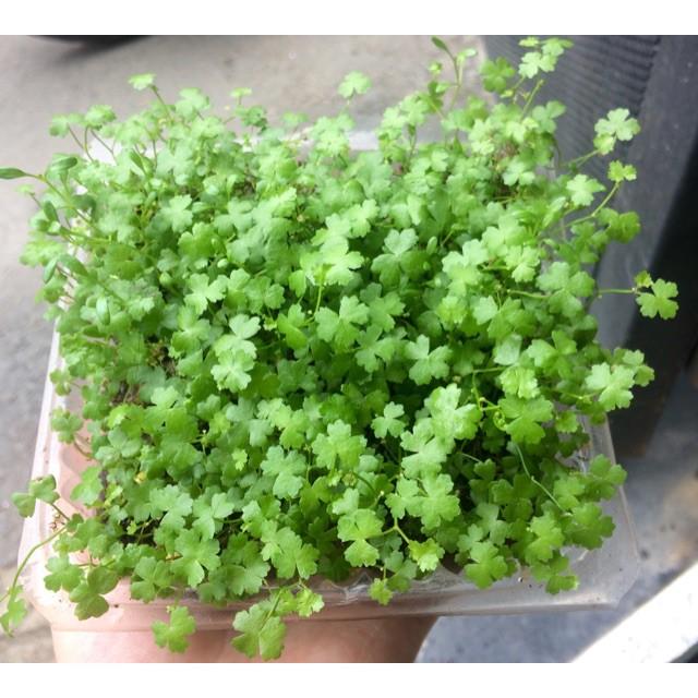 Rau má lá nhỏ--rau má hương
