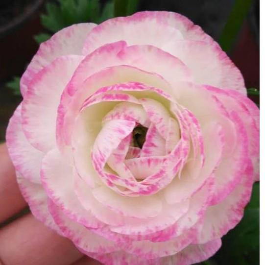 Combo 3 củ hoa hồng mao lương 3 màu vàng hồng cam