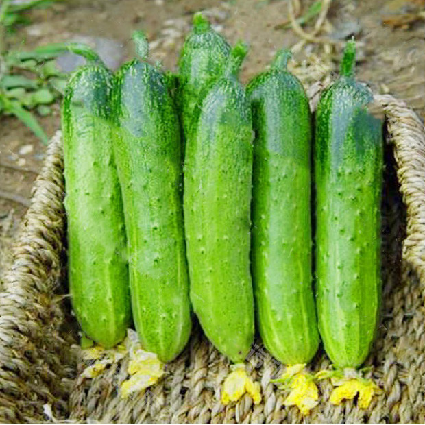 Hạt giống dưa chuột nếp cao sản - hạt giống Sao thần Nông