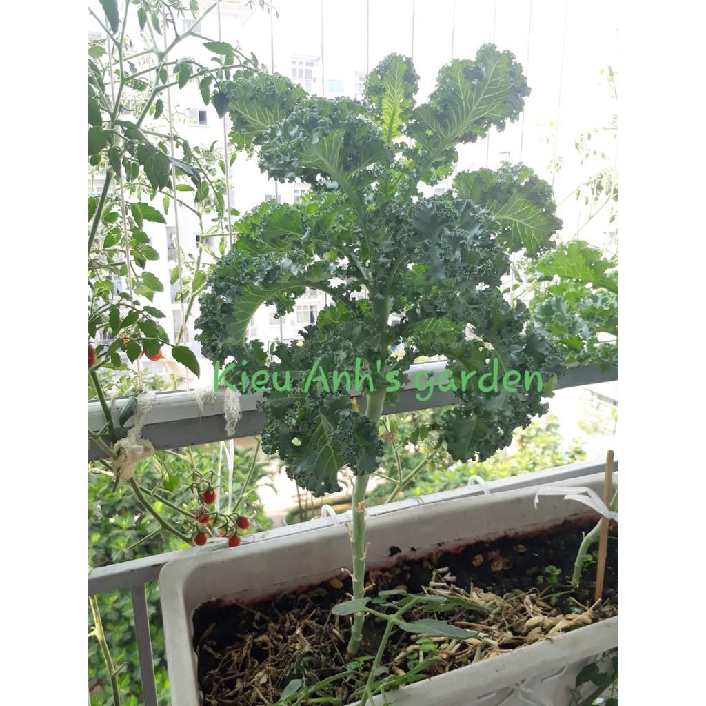 Hạt giống Cải xoăn KALE, đóng gói 2gr