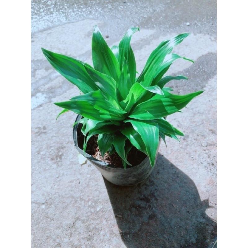 Cây phát tài Nhật